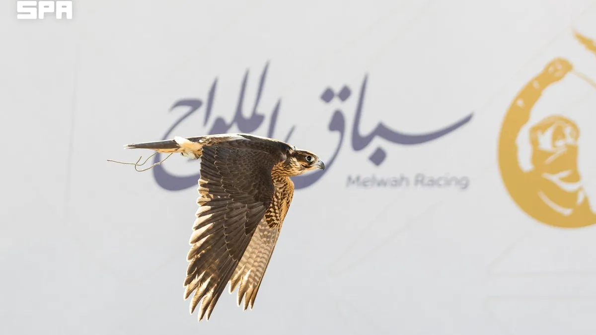 سباق الملواح يتوسع إلى 12 شوطًا بجوائز 723 ألف ريال في معرض الصقور والصيد السعودي الدولي 2026