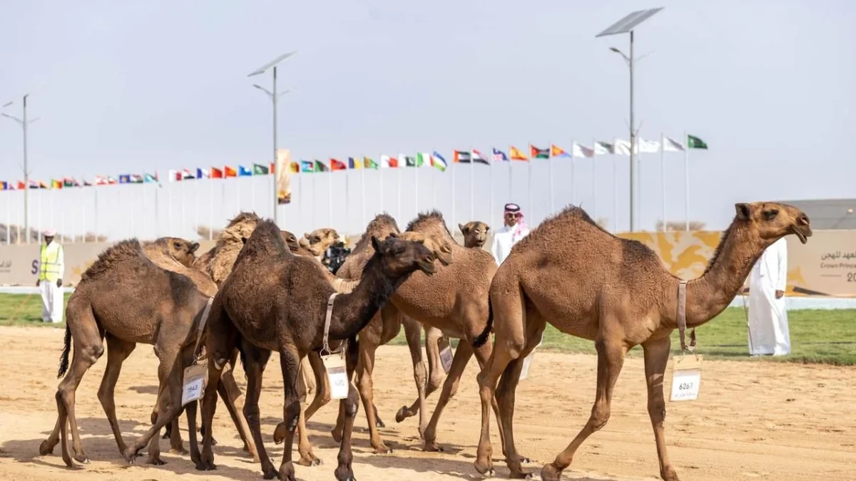 ارتفاع المبيعات التجارية 60% في مهرجان ولي العهد للهجن