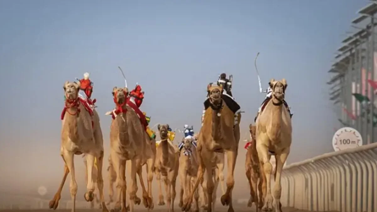 Crown Prince Camel Festival 2026 Opens in Taif with Over SAR 50 Million in Prizes