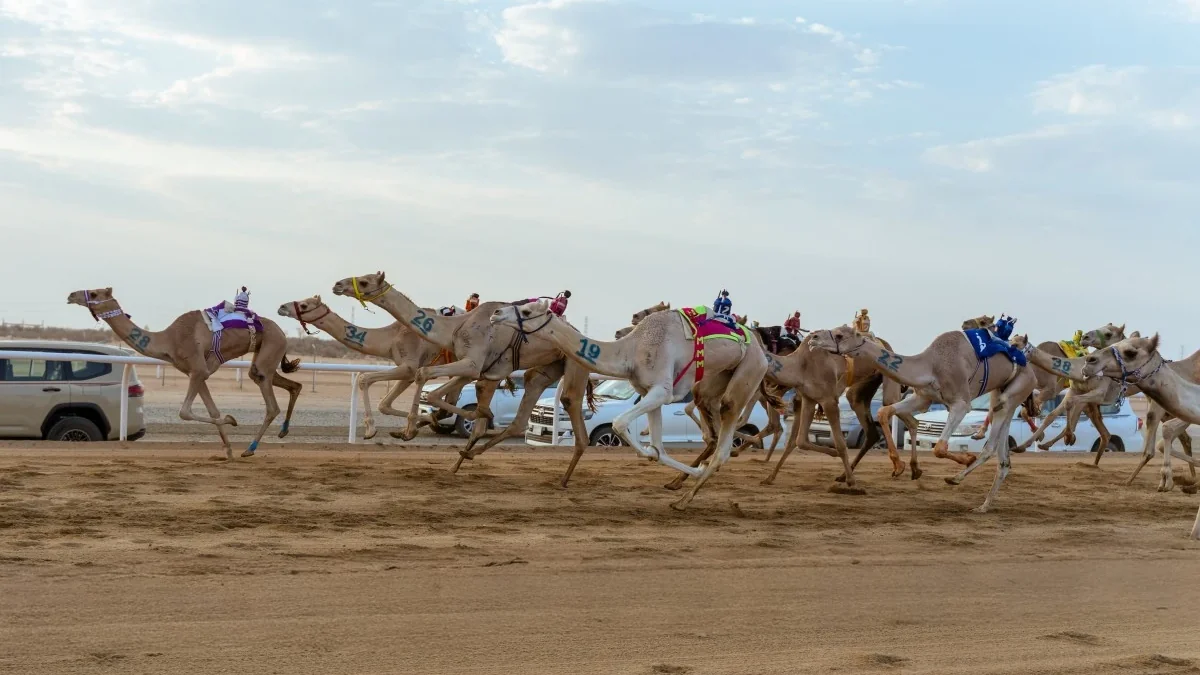 مهرجان ولي العهد للهجن يكسر حاجز 4000 شوط