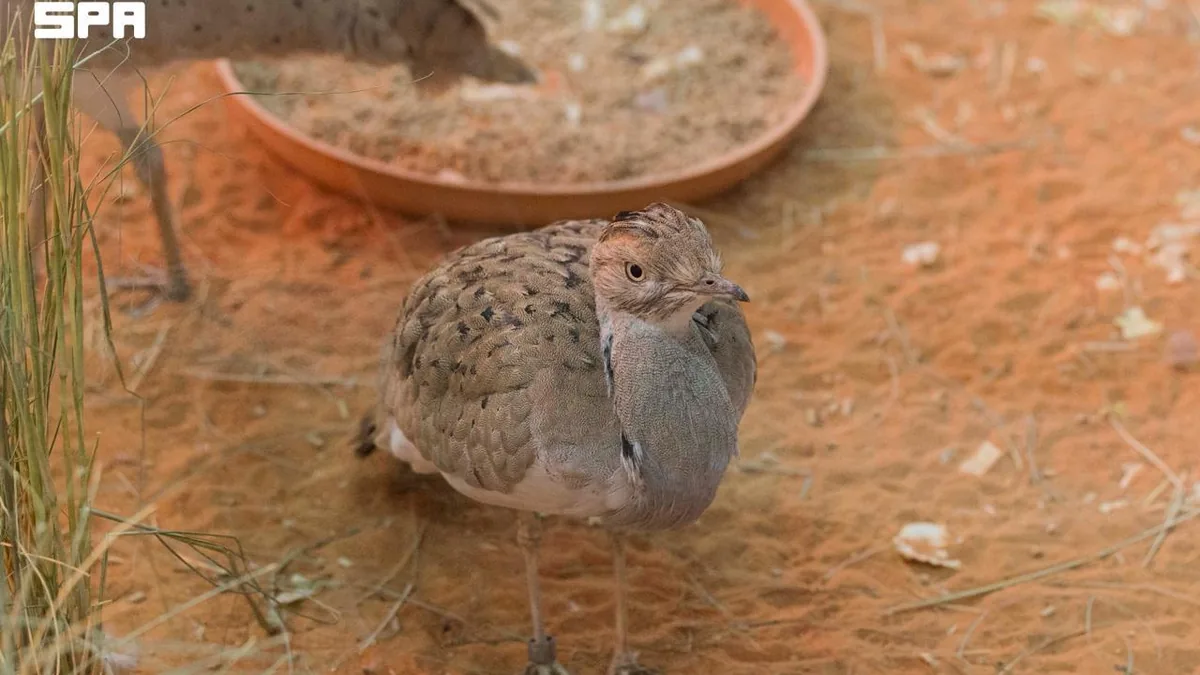 Imam Turki Reserve Pavilion Spotlights Sustainable Hunting and Houbara Protection at Saudi Falcons and Hunting Exhibition 2026