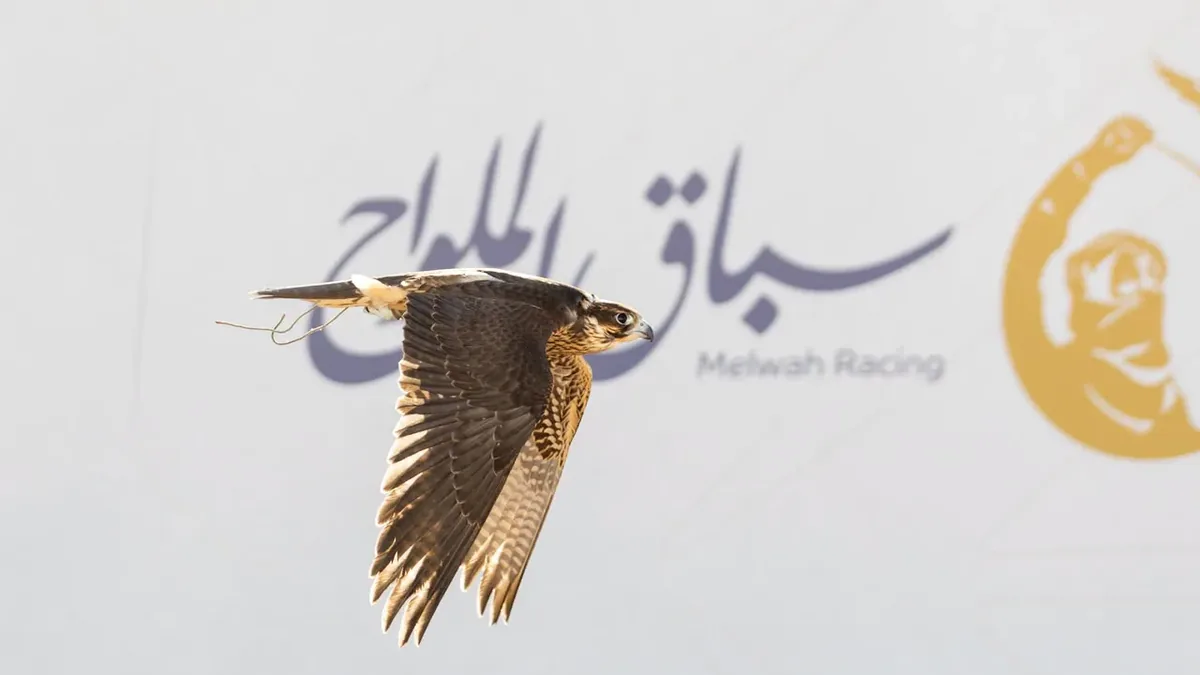 Melwah Racing expands to 12 rounds with SAR 723,000 in prizes at Saudi Falcons Exhibition 2026