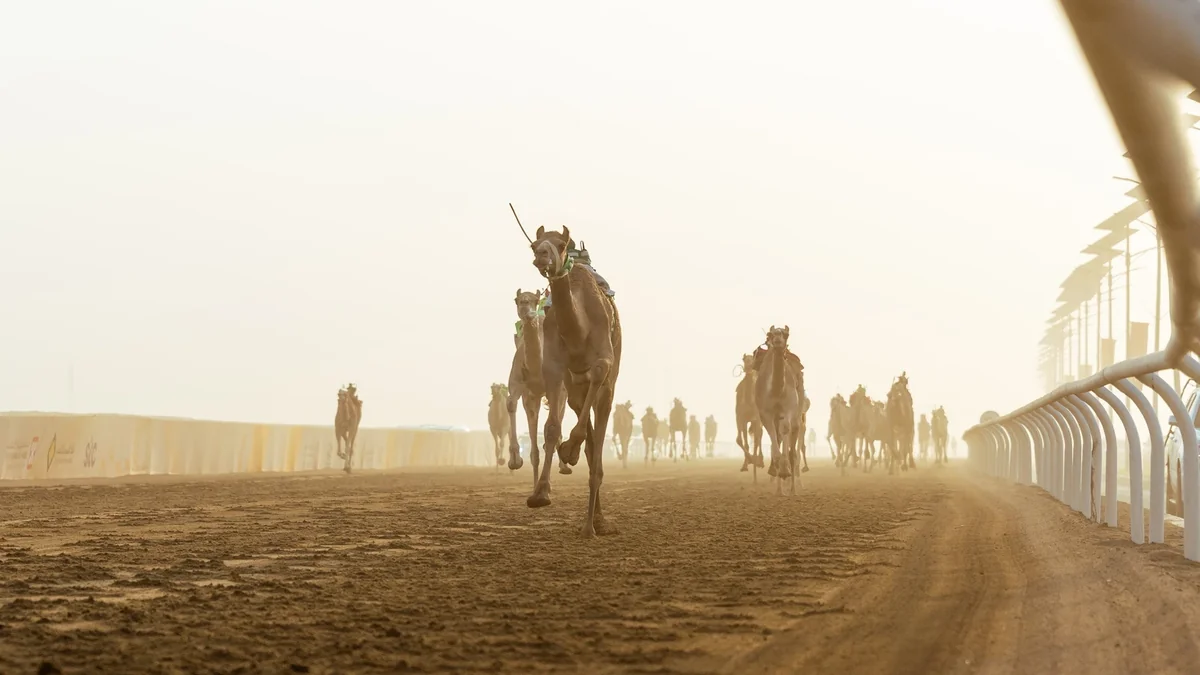 Saudi Camels Dominate Opening of 'Al-Liqaya' Category at Crown Prince Camel Festival